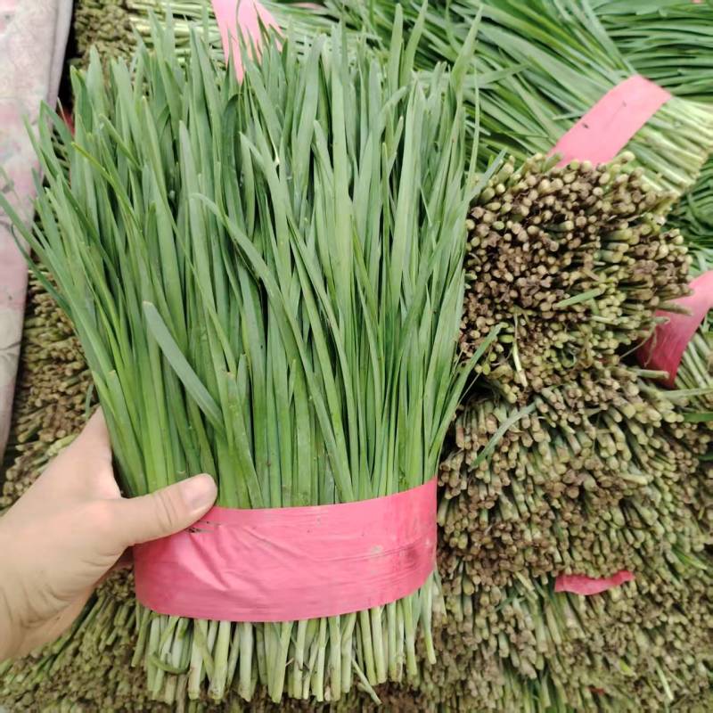 韭菜供应产地直发货源市场商超电商加工厂大量供应