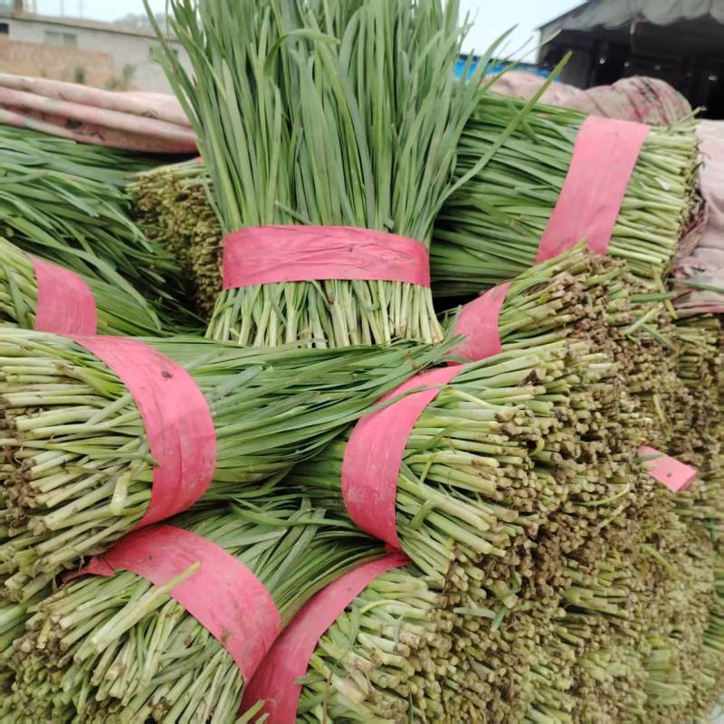 韭菜供应产地直发货源市场商超电商加工厂大量供应