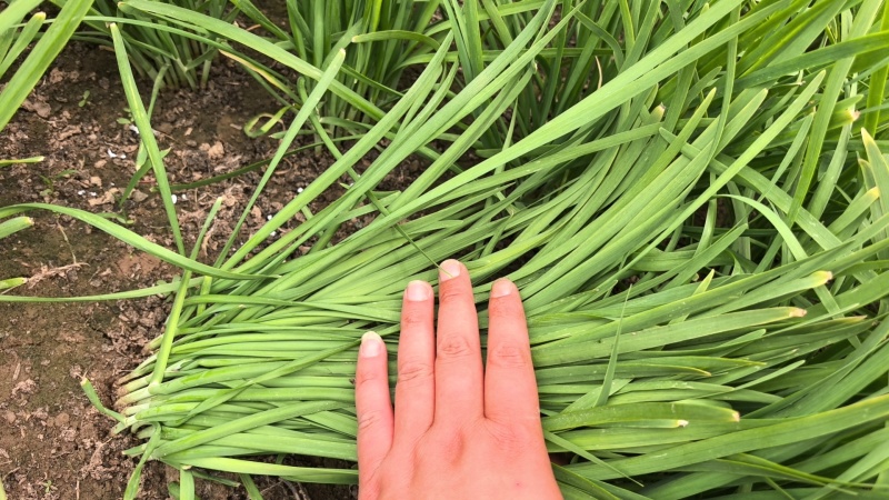韭菜供应产地直发货源市场商超电商加工厂大量供应