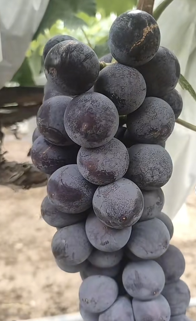 河南洛阳葡萄