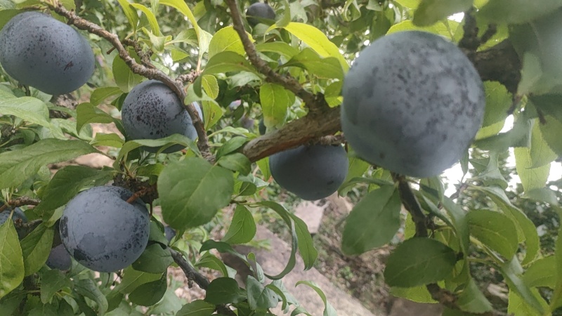 黑布林，黑琥珀