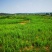 500亩山地出租
