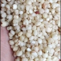 高粱米