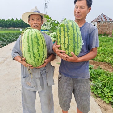 河南周口双红金城5糖度13+个头超大价格美丽大吨位