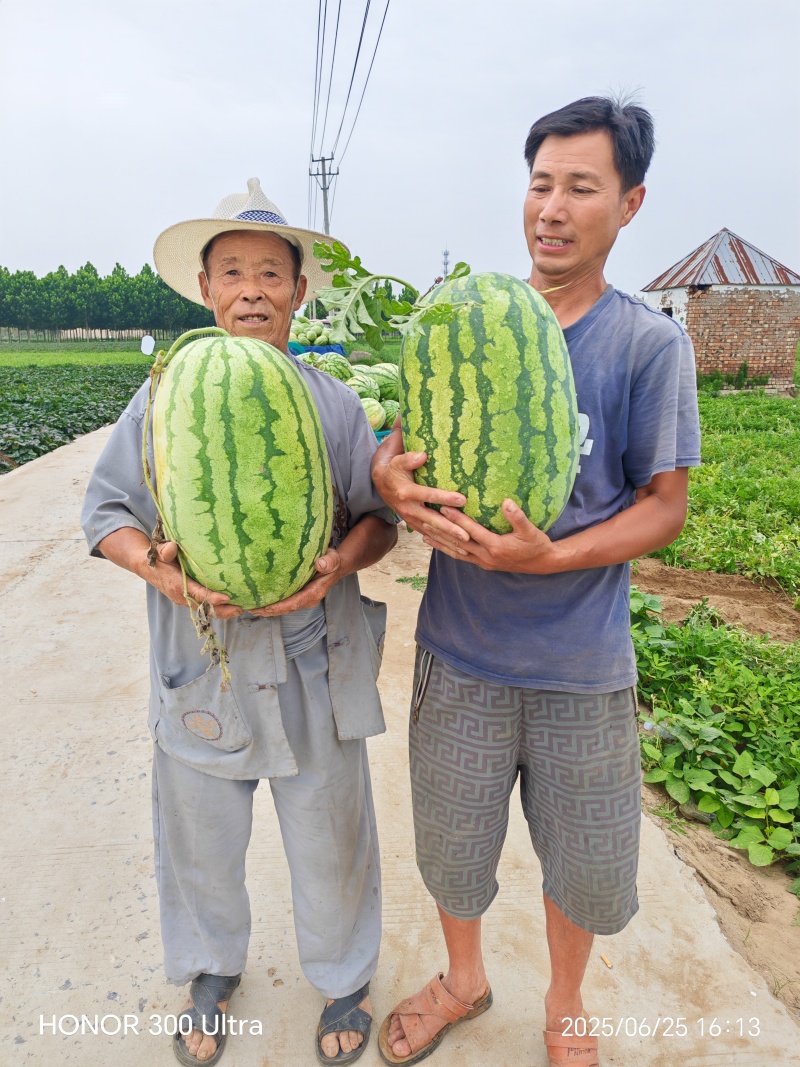 河南周口双红金城5糖度13+个头超大价格美丽大吨位