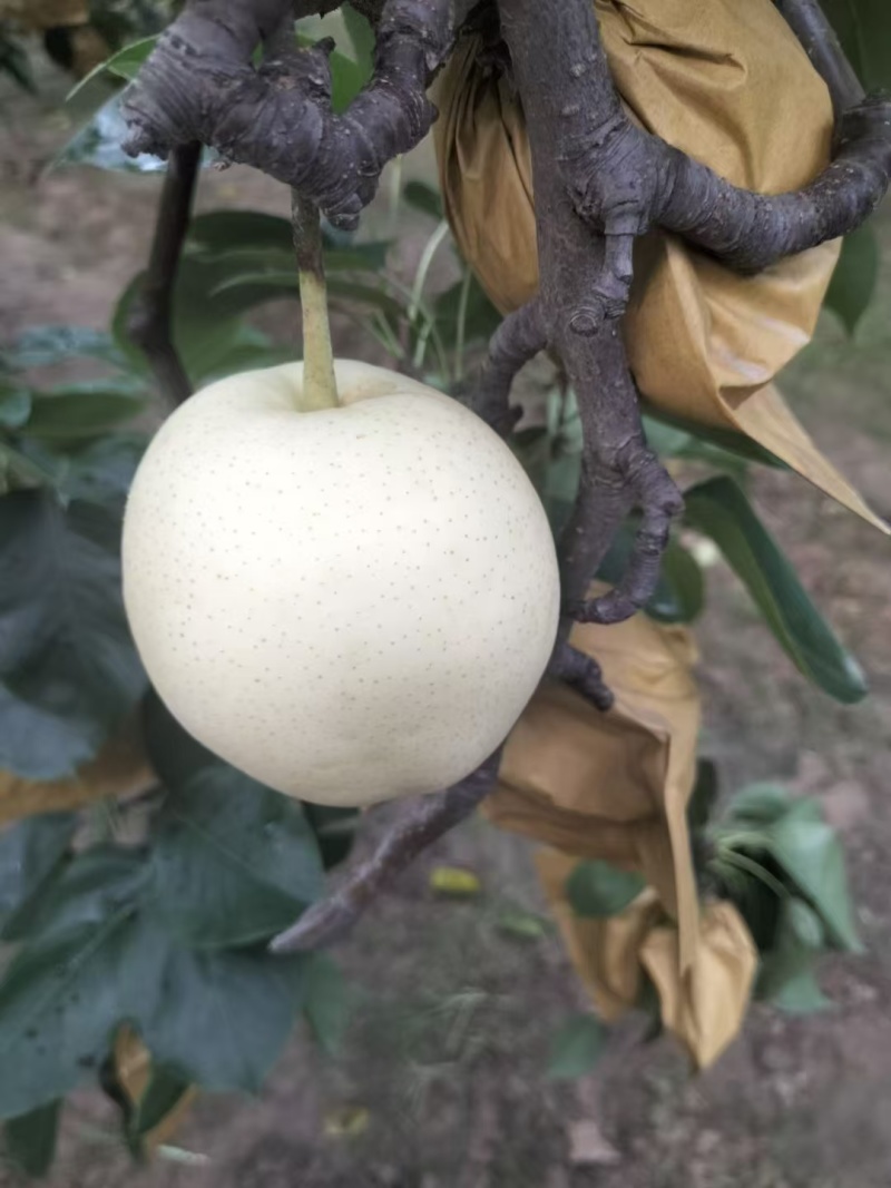 精品皇冠梨