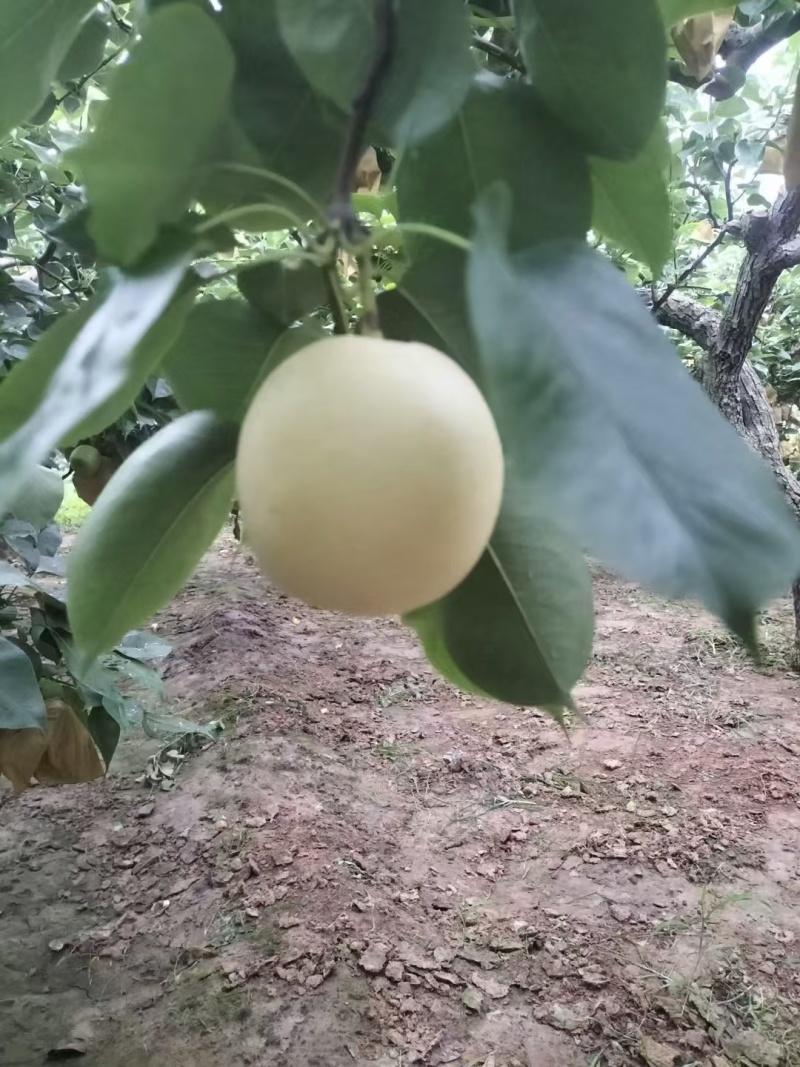 精品皇冠梨