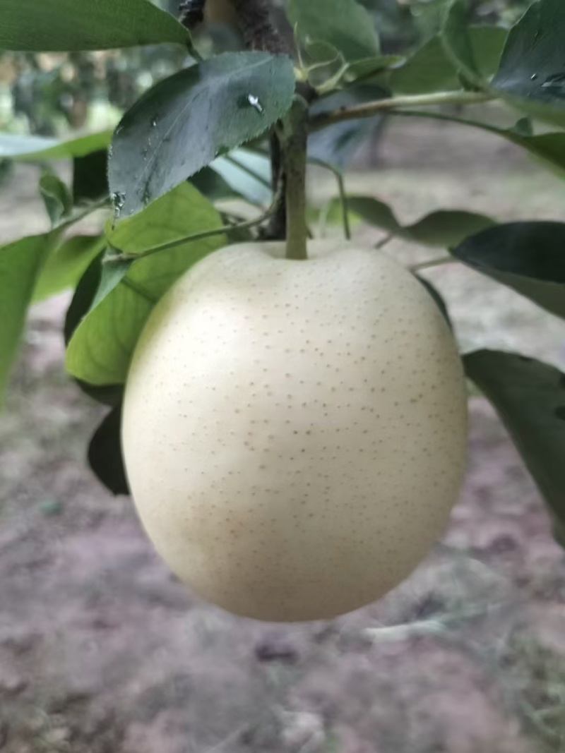 精品皇冠梨
