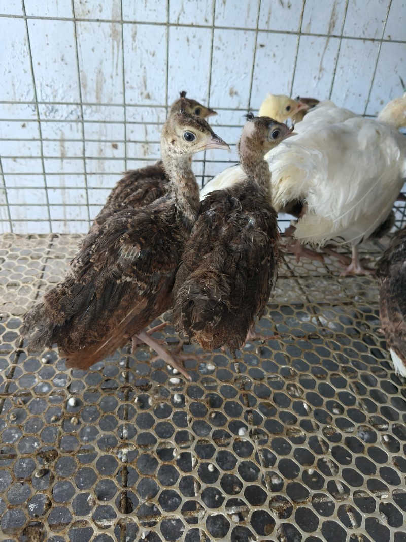 孔雀受精蛋，受精率高，可食用，高蛋白，富含硒元素