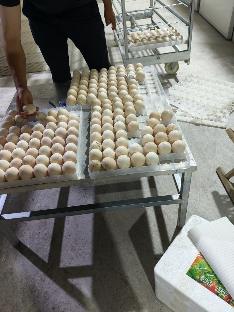 孔雀受精蛋，受精率高，可食用，高蛋白，富含硒元素