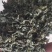 黄金茶