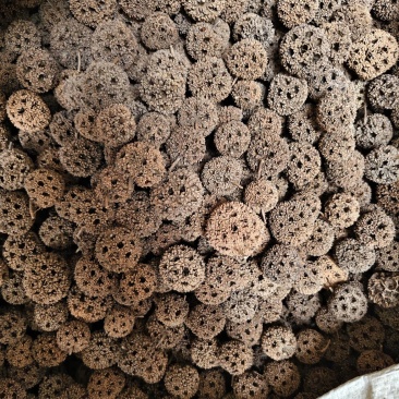 路路通中药材六六通批发零售量大优惠