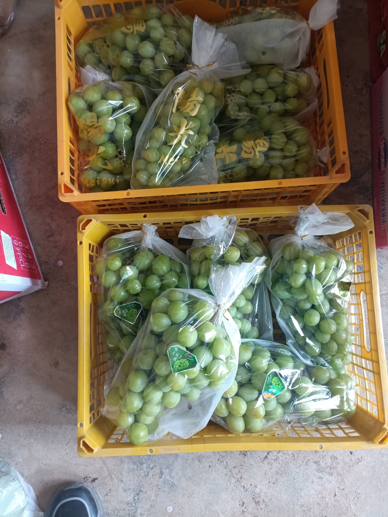 暖棚阳光玫瑰