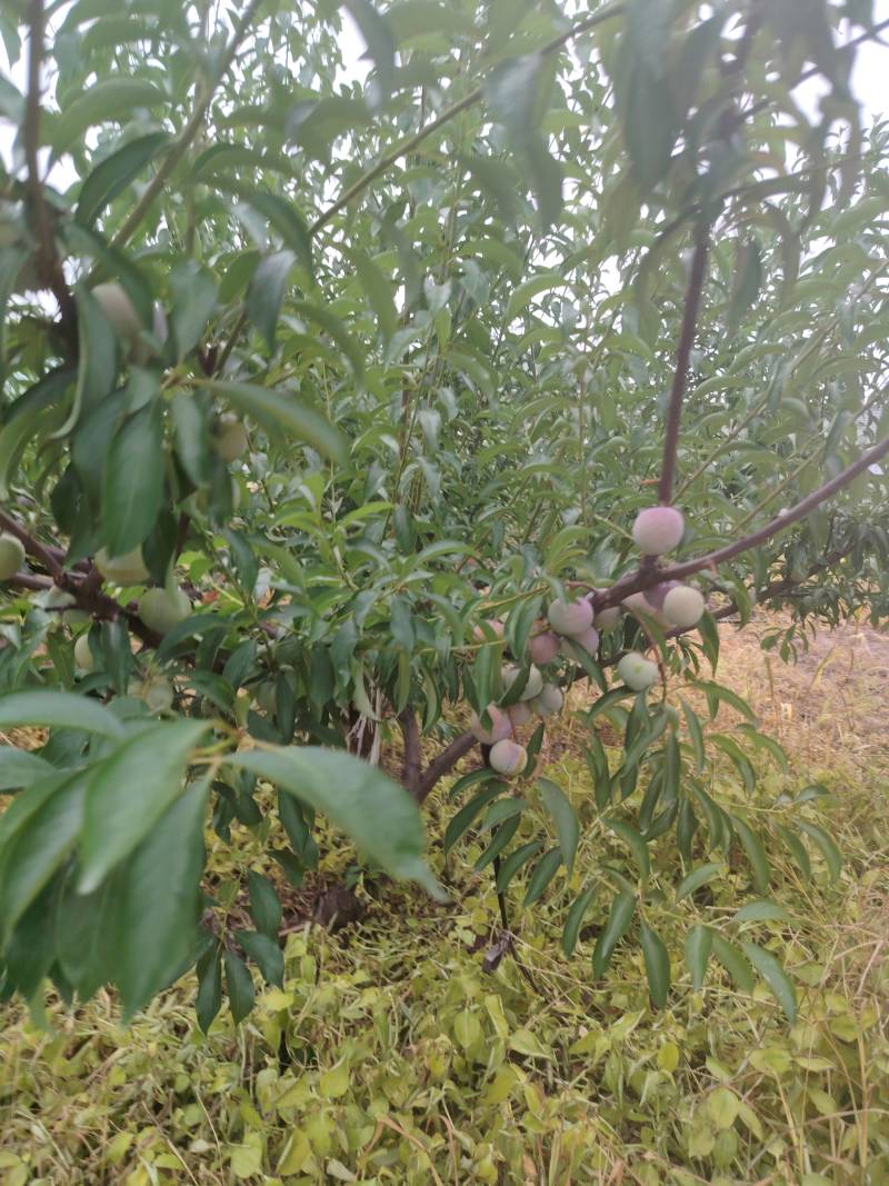 半边红开始上市。我是代办小肖。有需求的老板联系我