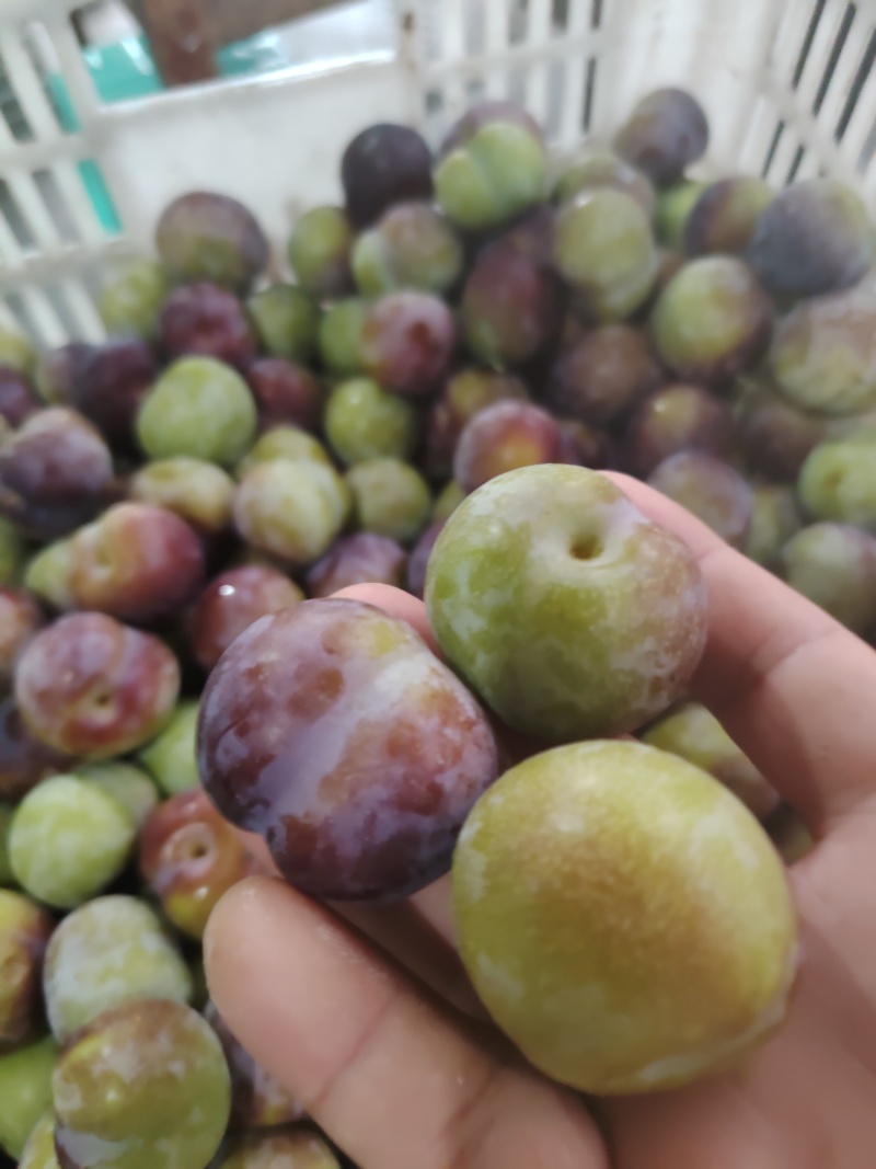 半边红开始上市。我是代办小肖。有需求的老板联系我