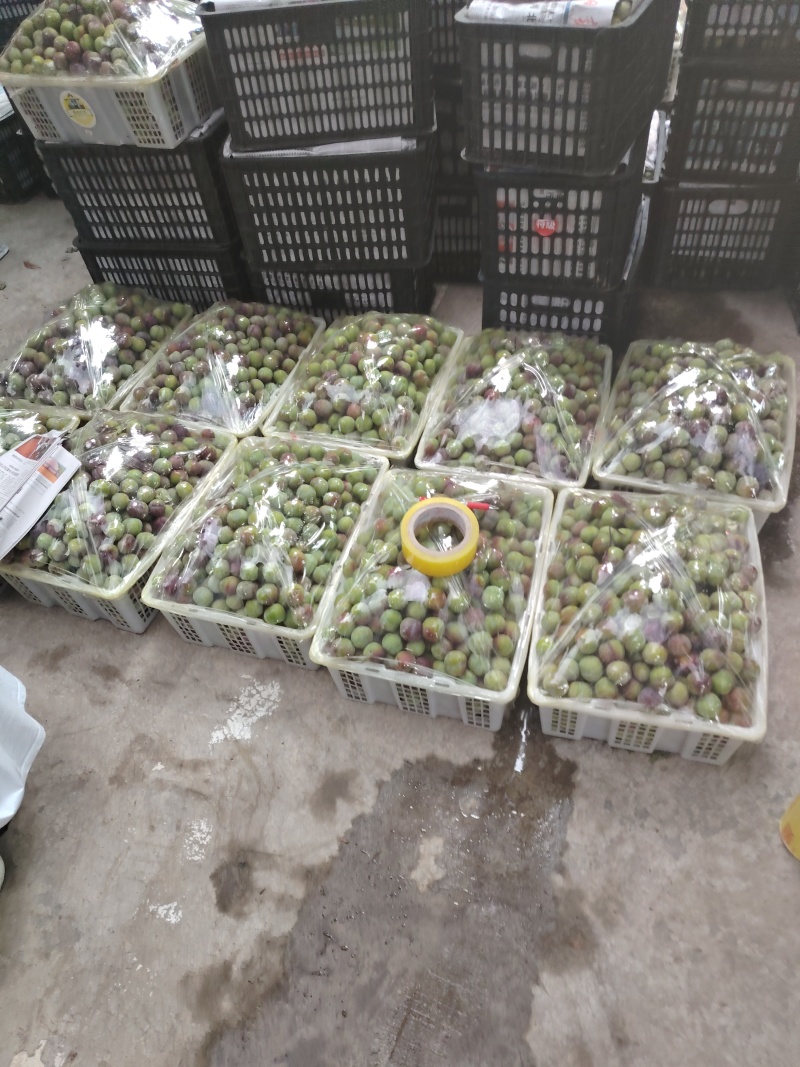半边红开始上市。我是代办小肖。有需求的老板联系我