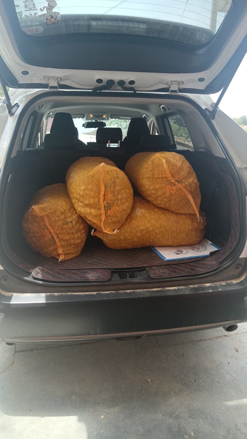 新鲜巴旦木，青果巴旦木，上油了，正是时候