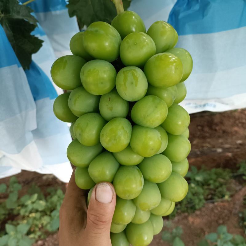 暖棚阳光玫瑰