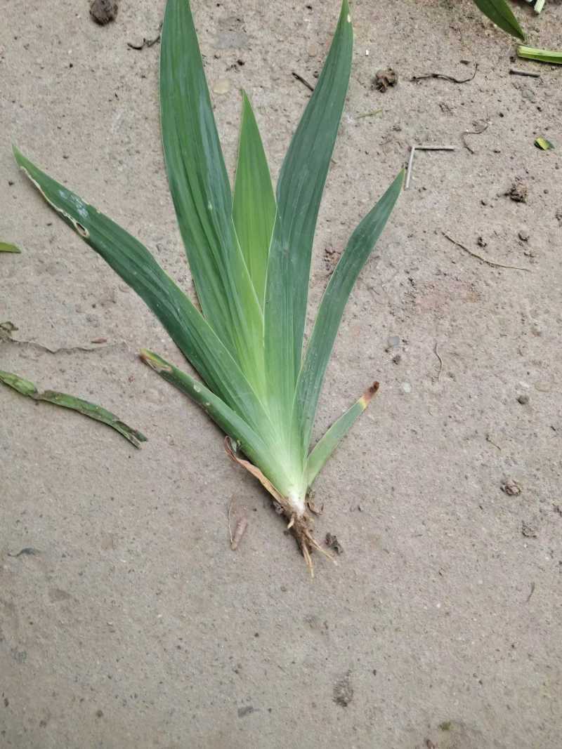鸢尾