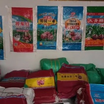 蒜种大量现货供应