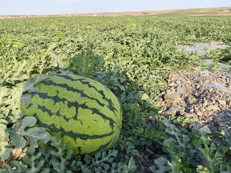 宁夏硒砂瓜西瓜基地直发货源充足量大从优欢迎来电
