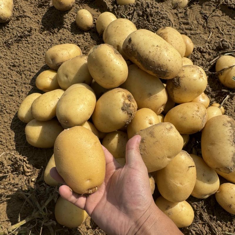 陕西沙漠土豆实验一黄皮黄心产地直发3两以上整车按需发货