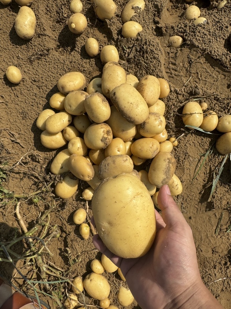 陕西沙漠土豆实验一黄皮黄心产地直发3两以上整车按需发货