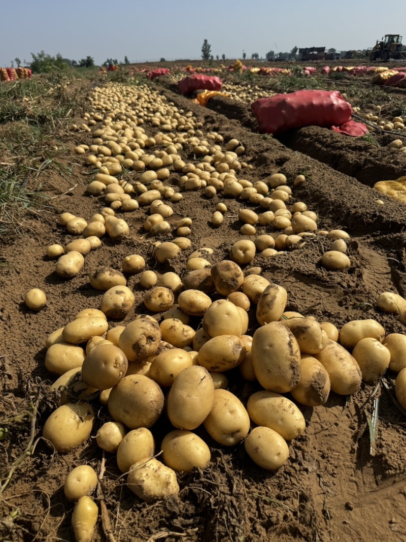 陕西沙漠土豆实验一黄皮黄心产地直发3两以上整车按需发货