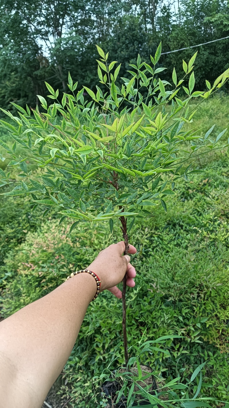 大杯南天竹