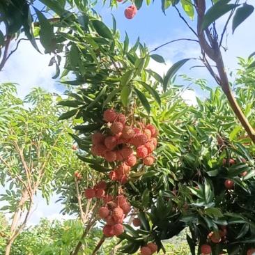 荔枝