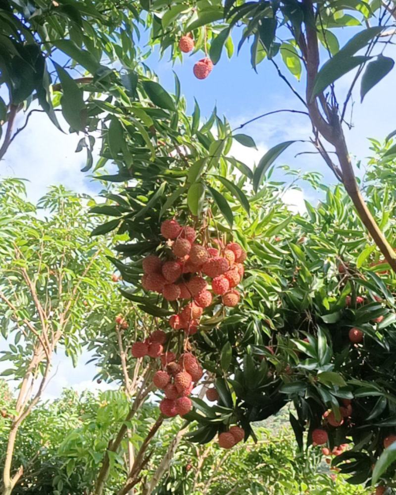 荔枝
