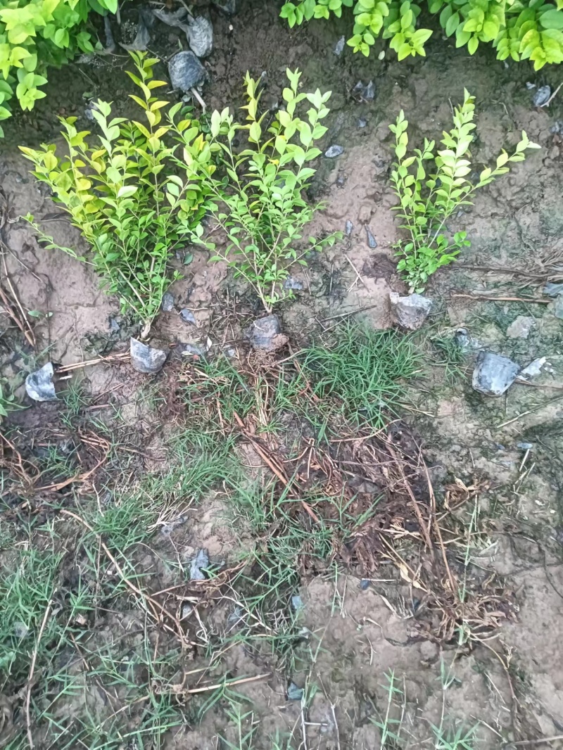 小杯金叶女贞