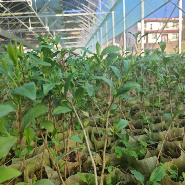 茶苗袋装茶苗中茶108