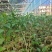 茶苗袋装茶苗中茶108