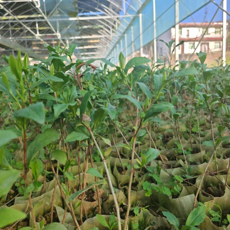 茶苗袋装茶苗中茶108