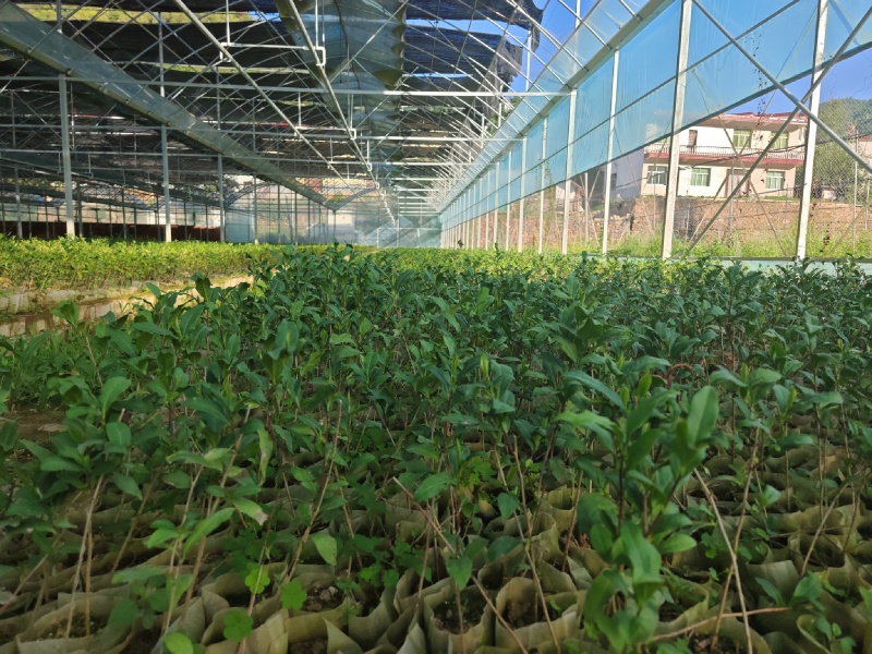 茶苗袋装茶苗中茶108