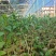 茶苗袋装茶苗中茶108