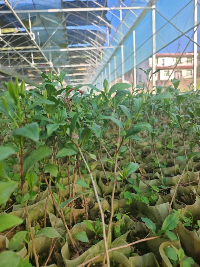 茶苗袋装茶苗中茶108