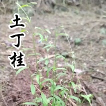 江西赣州野生土丁桂