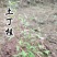 江西赣州野生土丁桂