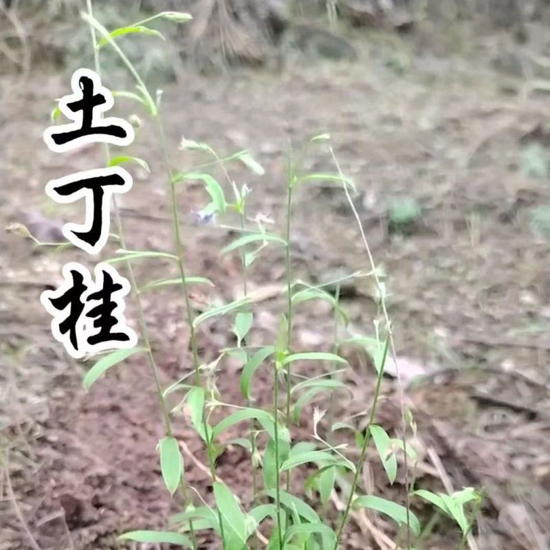江西赣州野生土丁桂