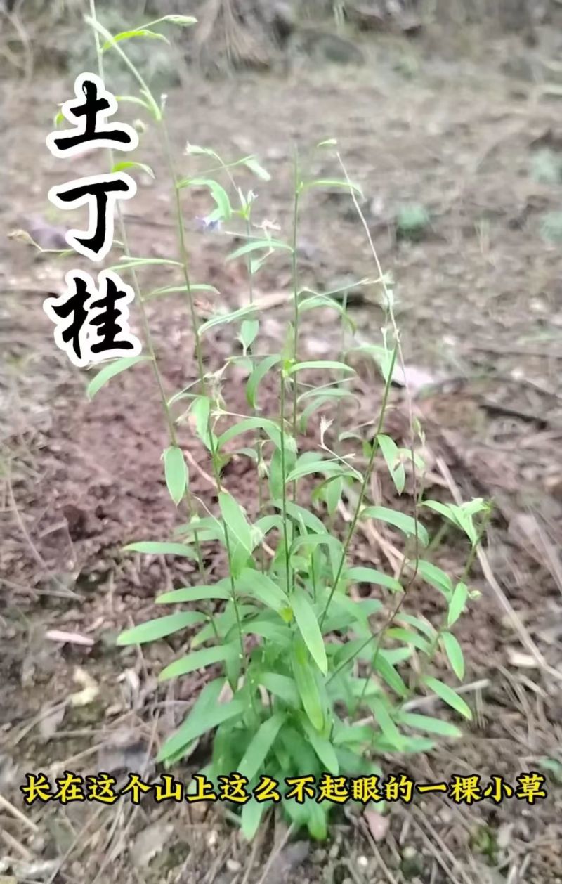 江西赣州野生土丁桂