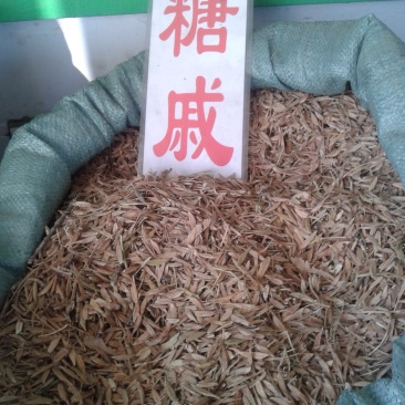 枫树种子