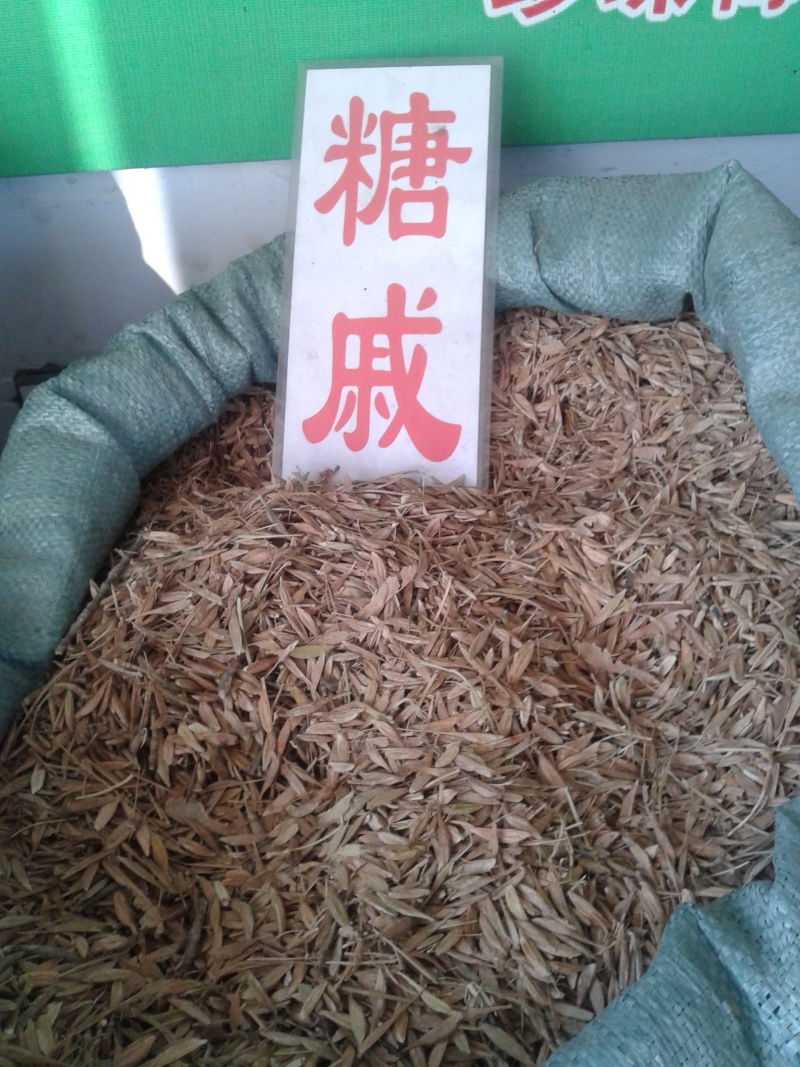 枫树种子