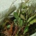 江西纯野生红地胆、红根草