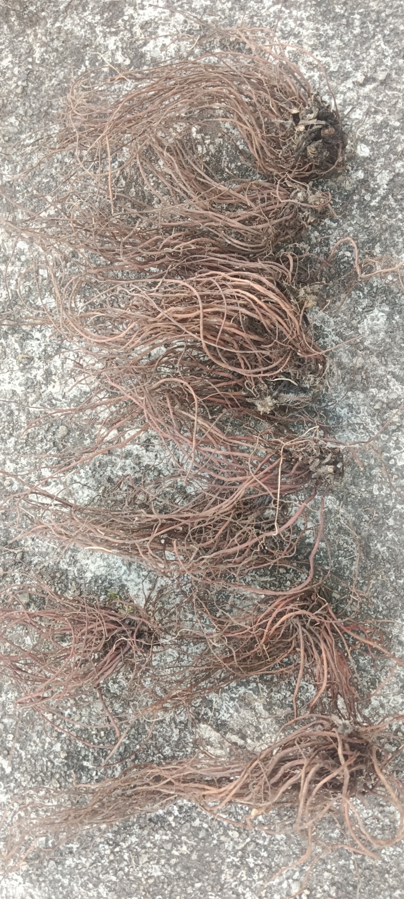 江西纯野生红地胆、红根草