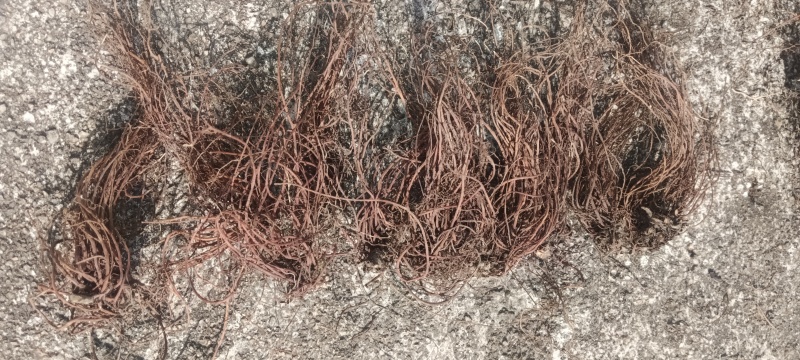 江西纯野生红地胆、红根草