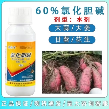 60%氯化胆碱地下根茎膨大块根茎粗壮膨大