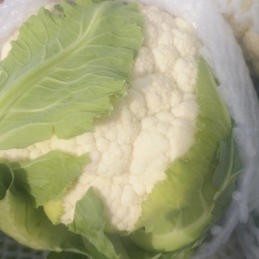兰州榆中小白花，实花，白菜花