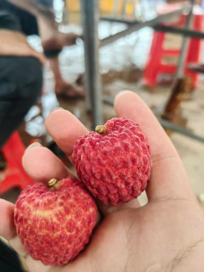 广西仙进奉荔枝.情人荔荔枝爱马仕质量保证满意。